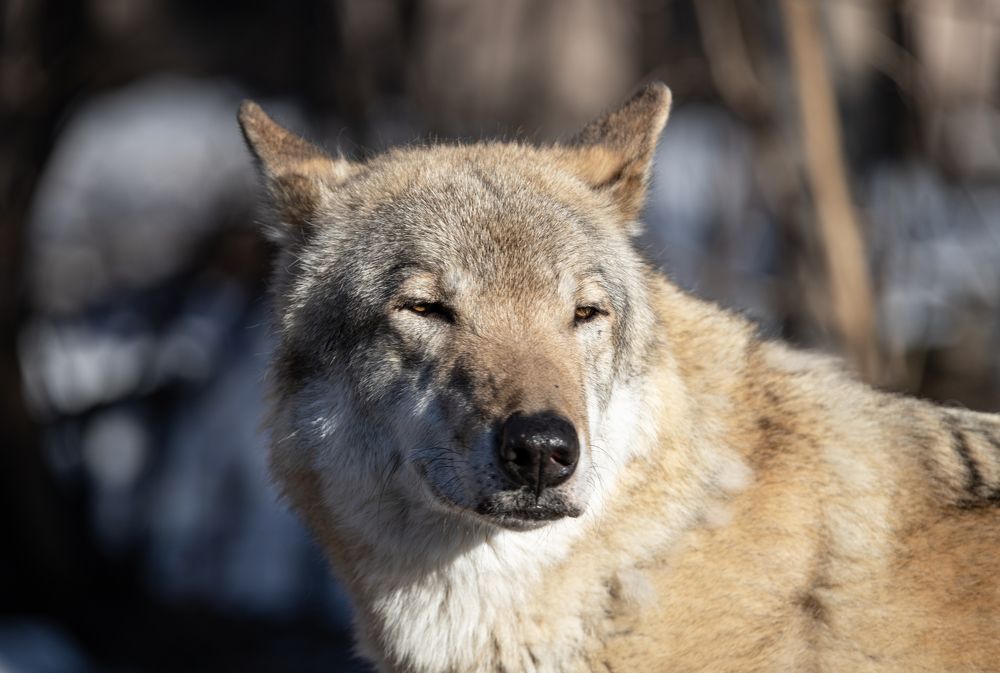 Привет весна.