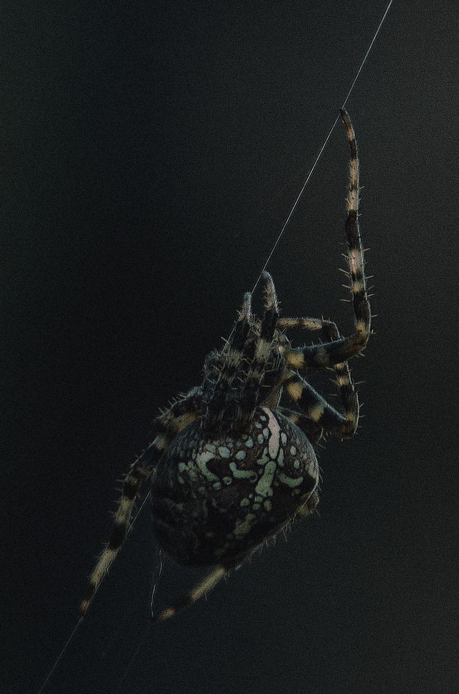 Photograph by Chis Paul Adrian