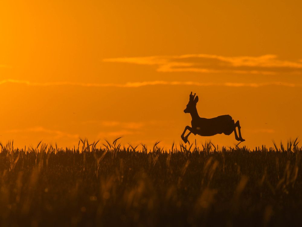 Фотография автора Sebastian Popa
