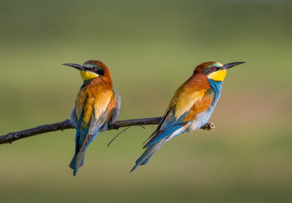 Фотография автора Sebastian Popa