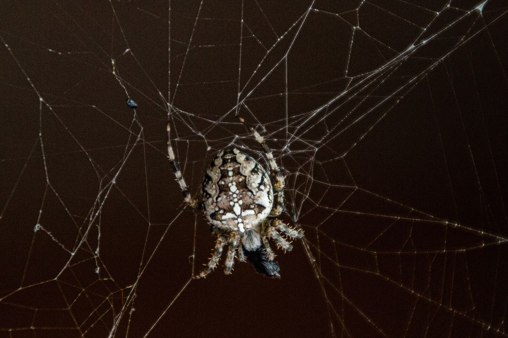 Photograph by Алексей Борисов