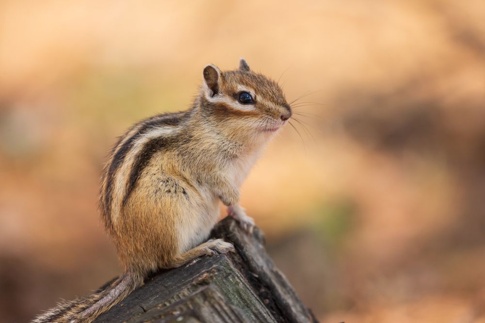 Сибирский бурундук