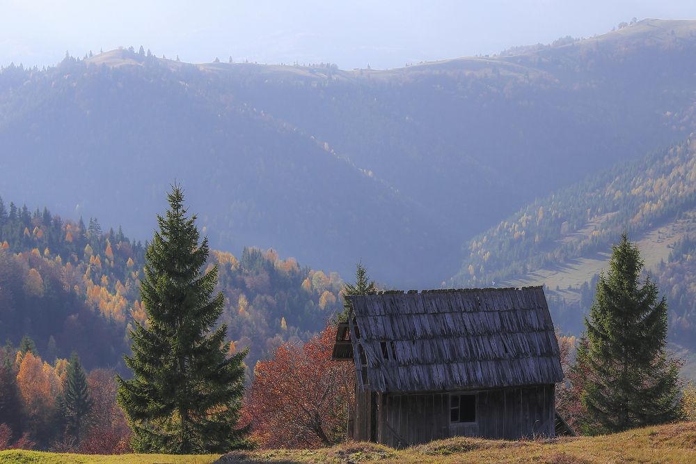 Abandoned forest house