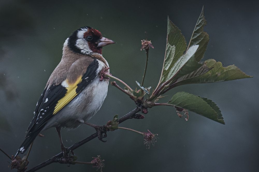 Photograph by Вячеслав Ладанов
