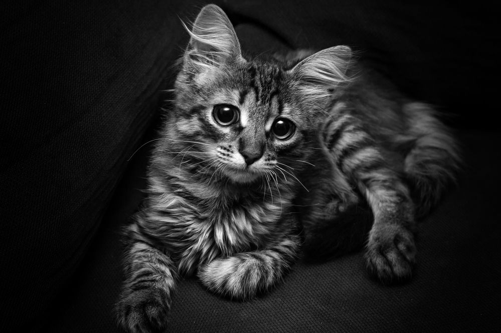 Не грусти, малыш...