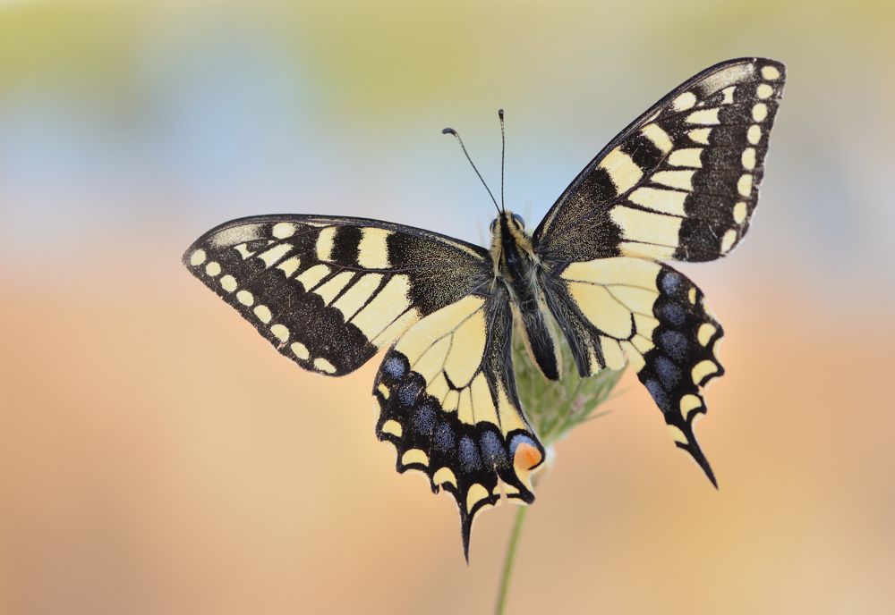 Photograph by ruurd visser