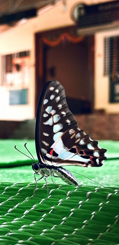Фотография автора Milind Mandale