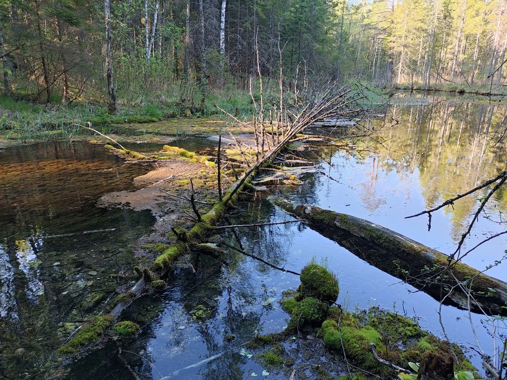 Photograph by Дмитрий Шарый