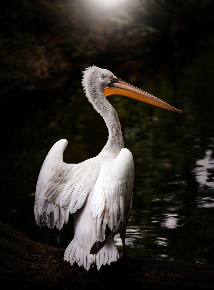 Photograph by Ali Chaer