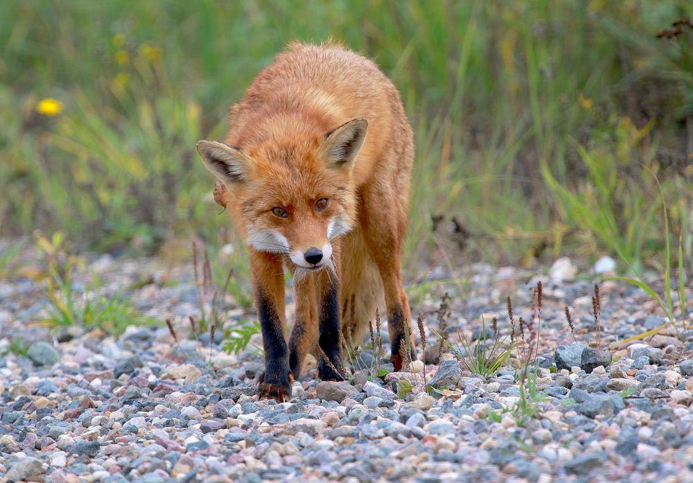 Photograph by Андрей Брагин
