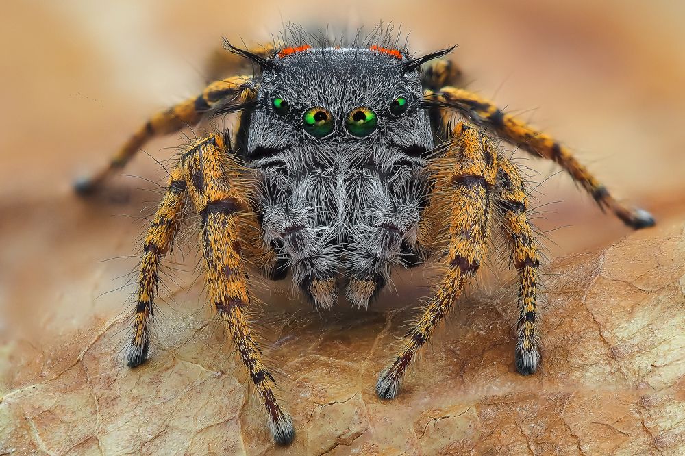 Photograph by Marcus Kam