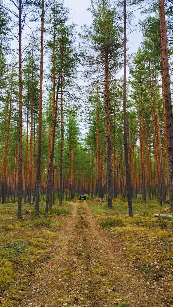 Photograph by Людмила Ваганова