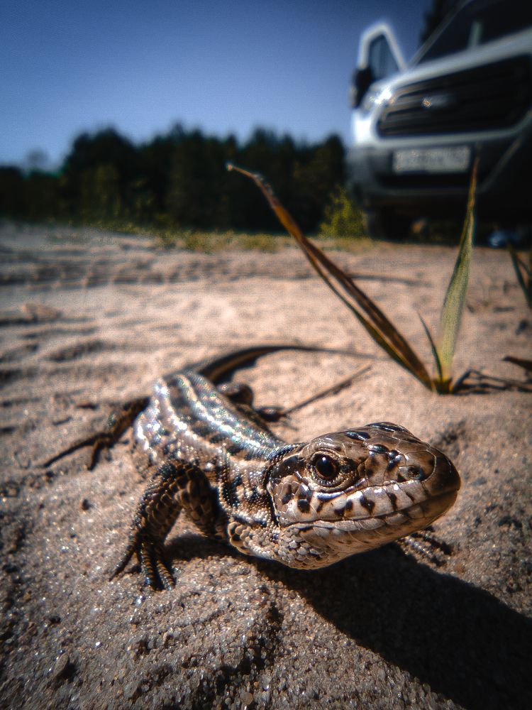 Фотография автора Чирков Пётр