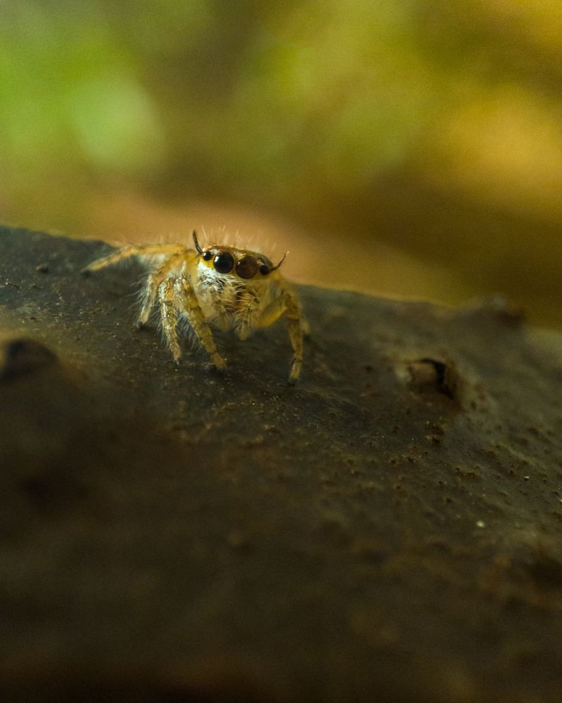 Photograph by Bragadeesh R