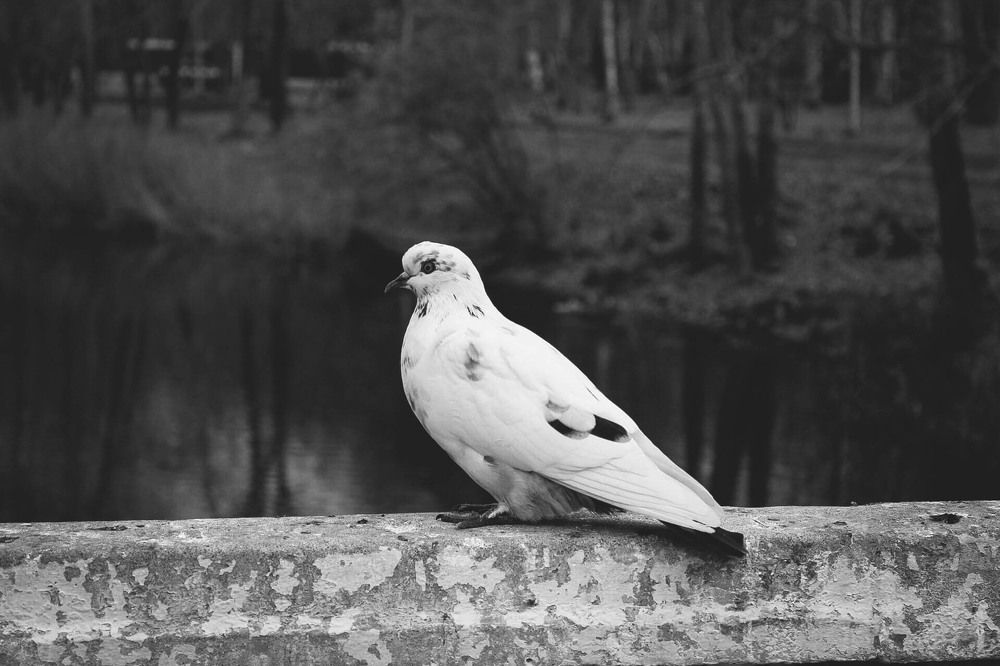 Photograph by Андрей Астафьев