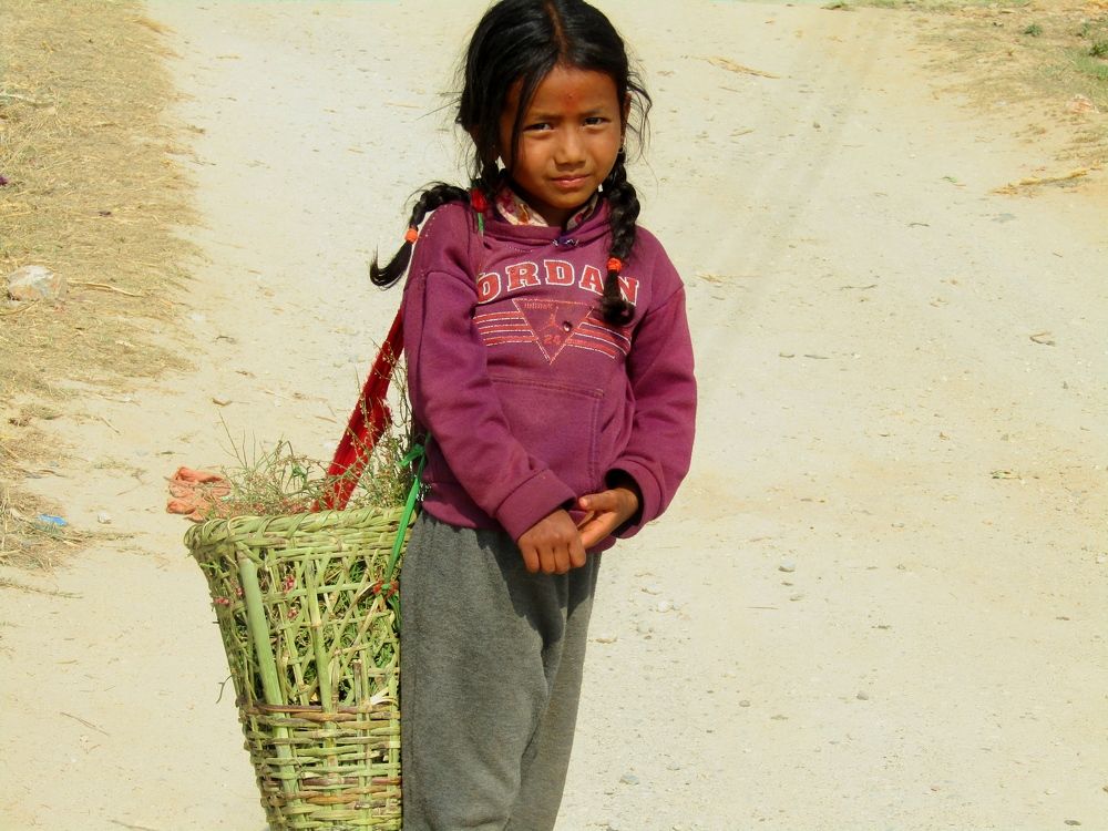 Child filling in Grass for feeding Animals