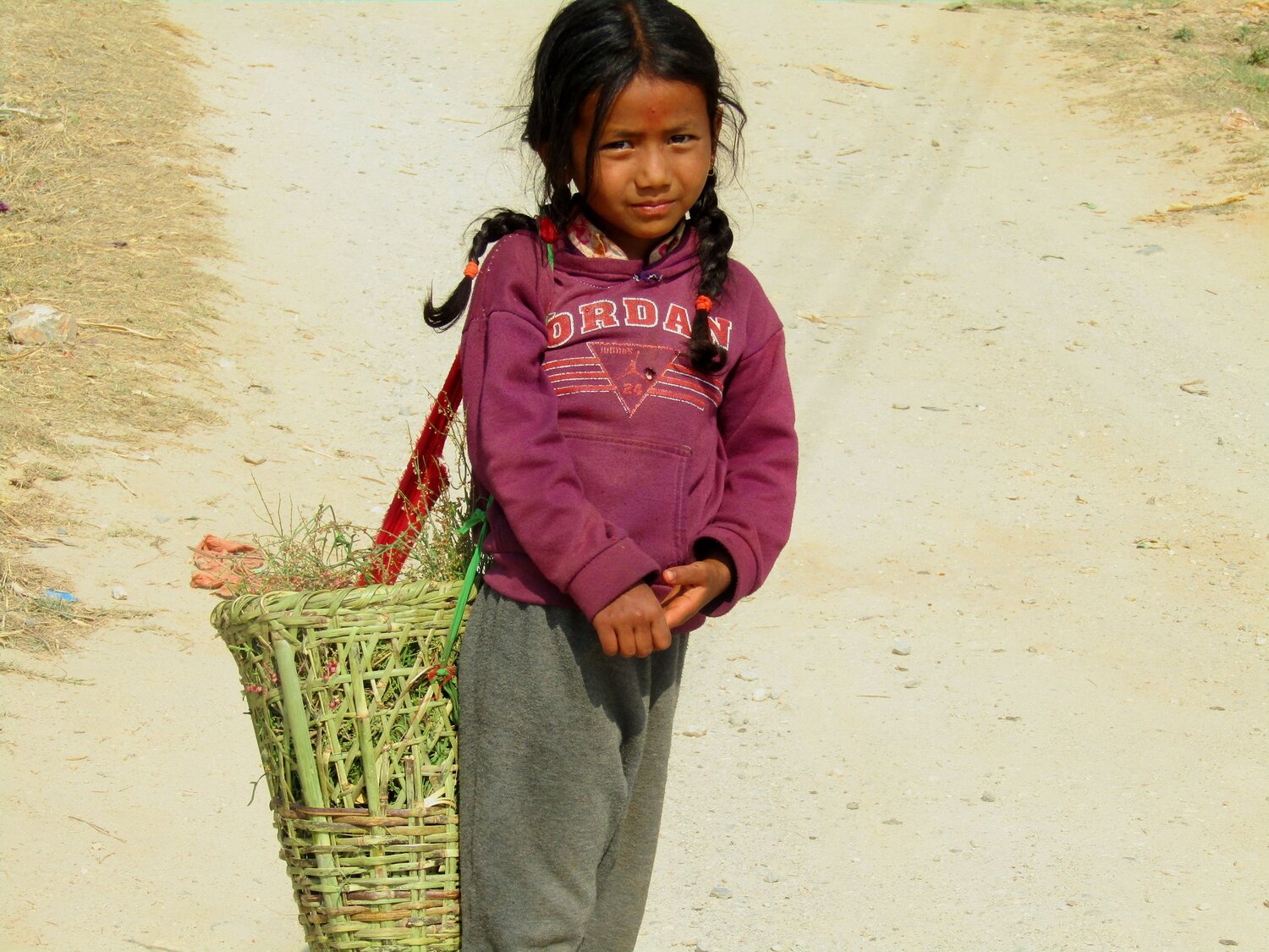 Child filling in Grass for feeding Animals