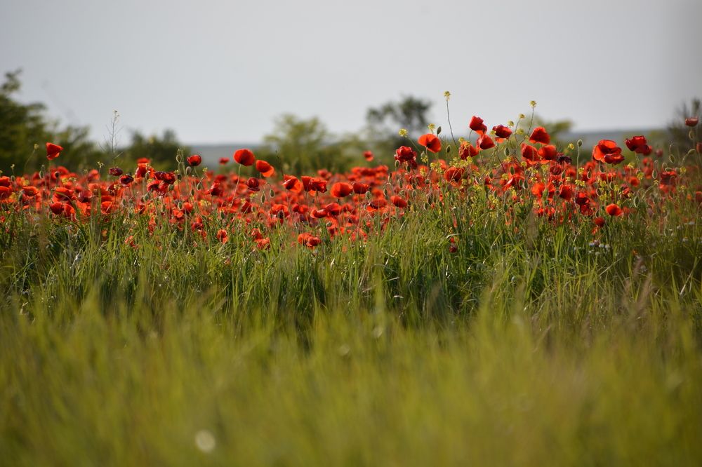Маковое чудо