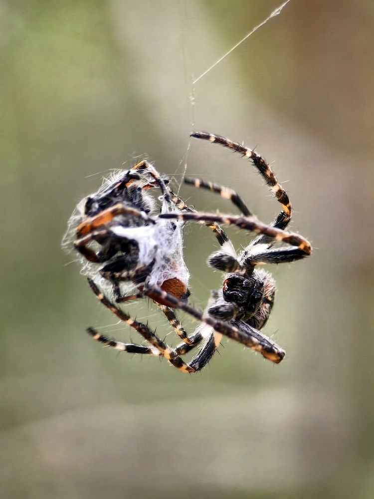 Photograph by Михаил Саидов