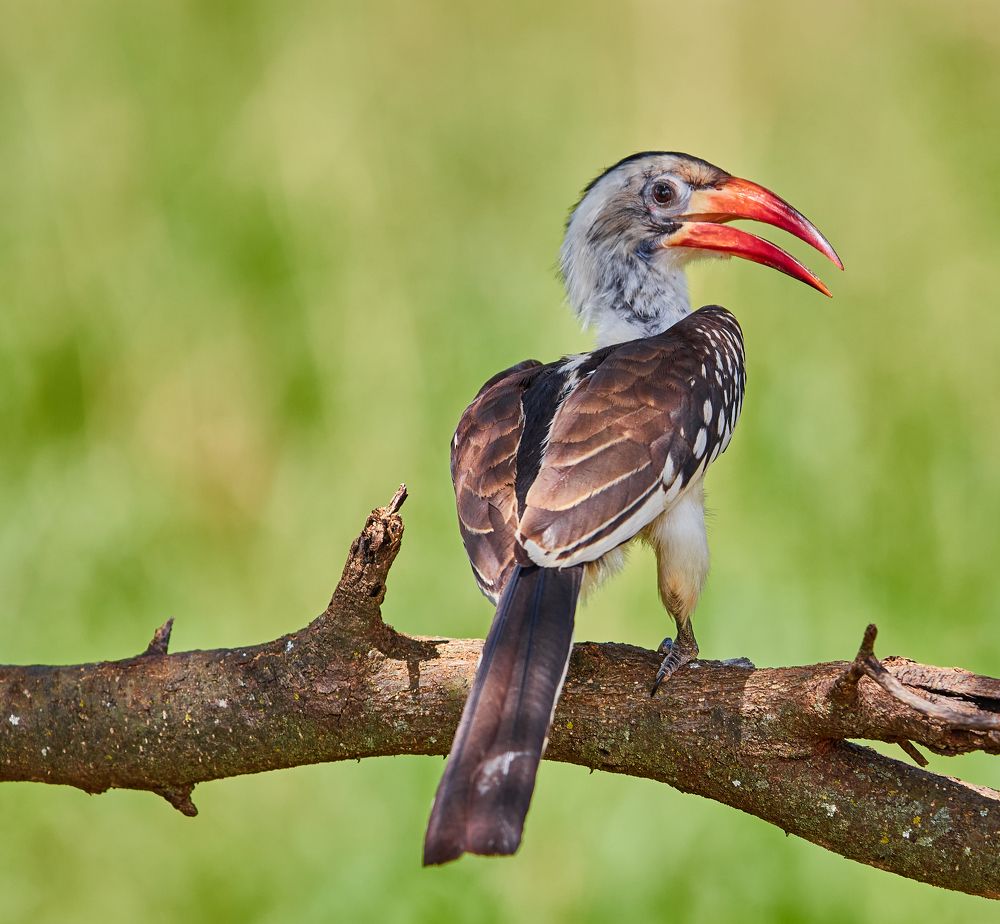 Photograph by Emanuele