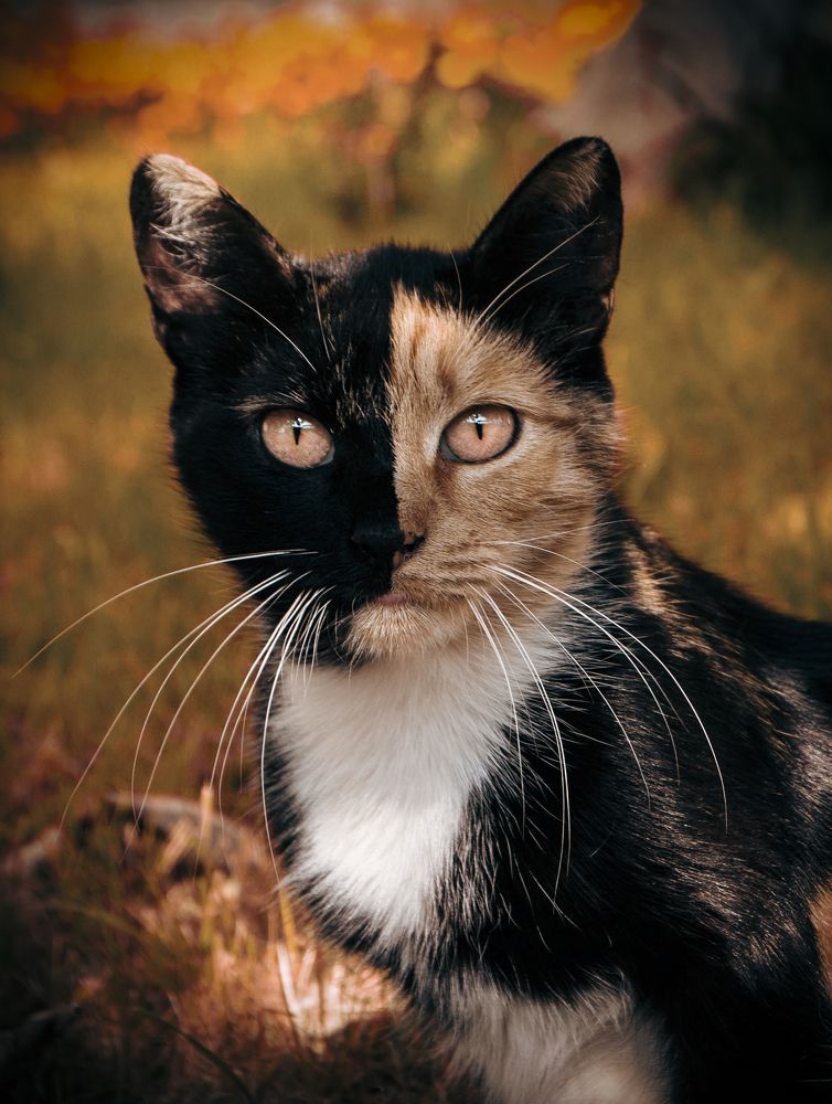 Photograph by Агнес