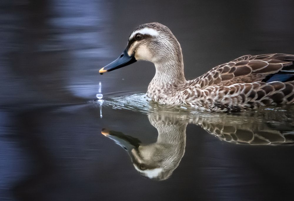 Photograph by Ольга Мусиенко