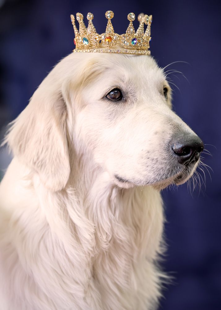 ROYAL DOG