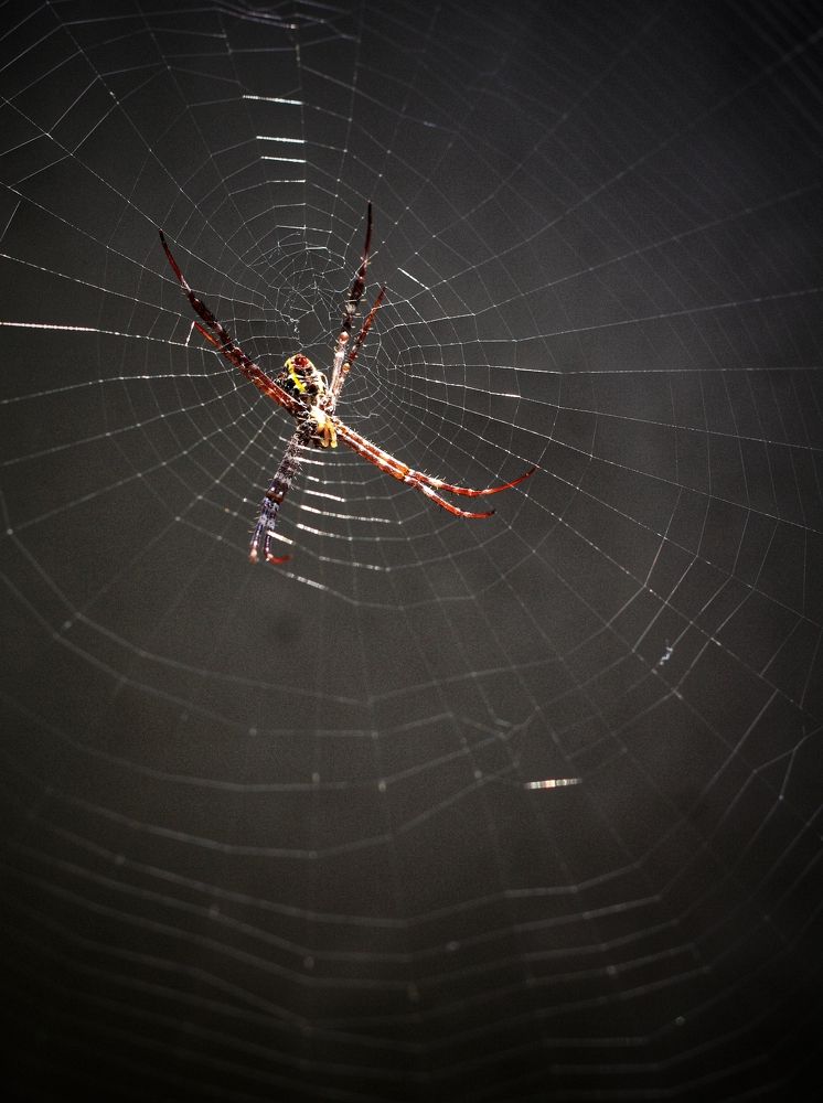 Photograph by  Oscar Simon Wiryahanjaya