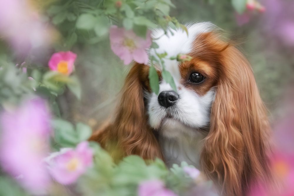 Photograph by Наталья Орел