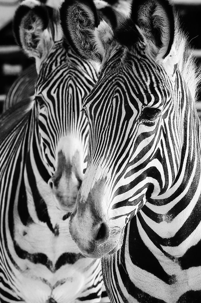 Фотография автора Елена Кириллова