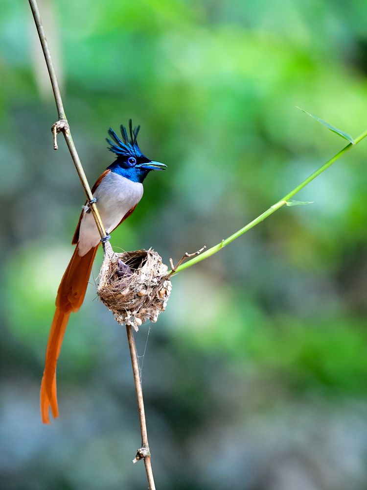 Photograph by Irene Chattopadhyay