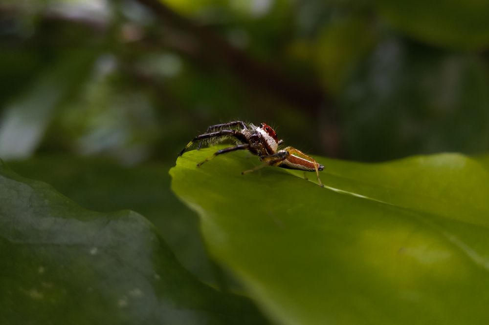 Фотография автора Subham Banerjee