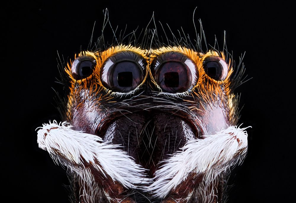 jump spider