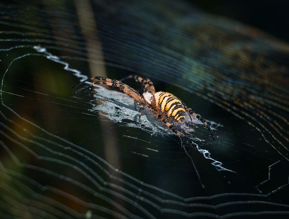 Photograph by Natalia Bolotenkova