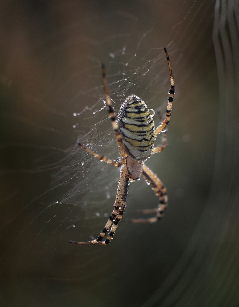 Photograph by Natalia Bolotenkova