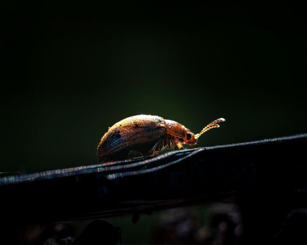 Photograph by Максим Кольцов