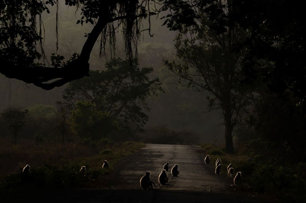 Twilight's Embrace: Silhouettes of Langur Monkeys