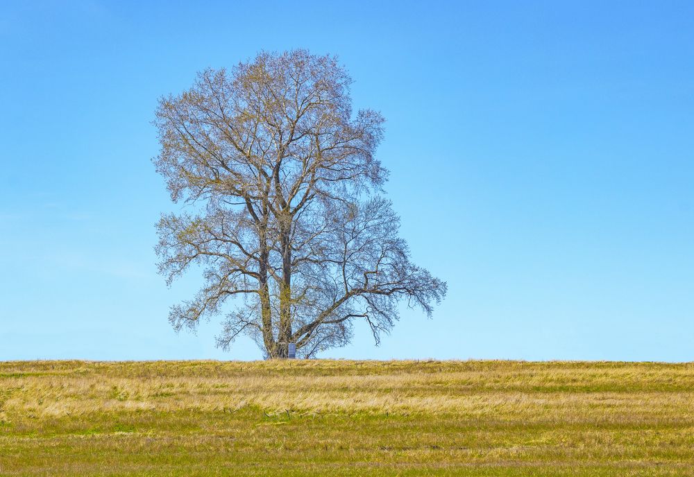В чистом поле