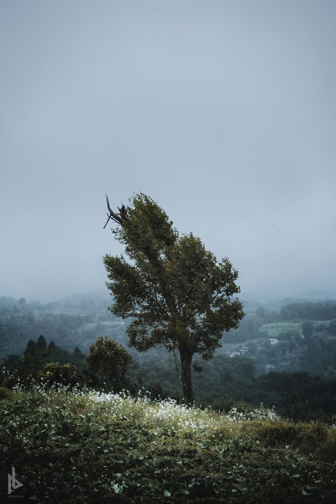 Photograph by Niranjan Baishya