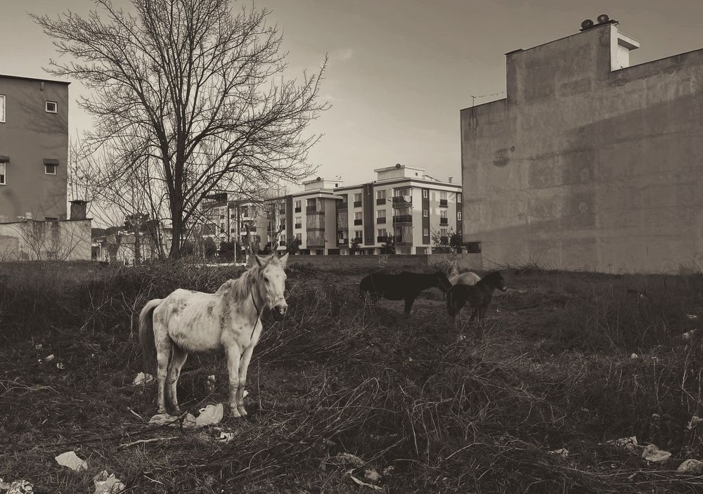 Photograph by Muhammed Diler