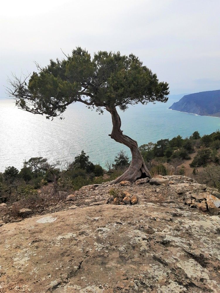 Одинокое дерево, горный массив Караул-Оба