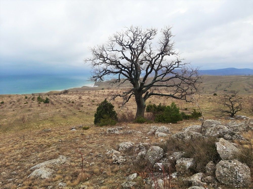 Одинокое дерево, горный массив Эчки-Даг