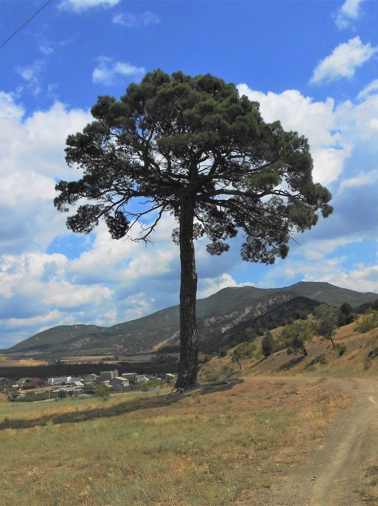 Крымская сосна, село Весёлое