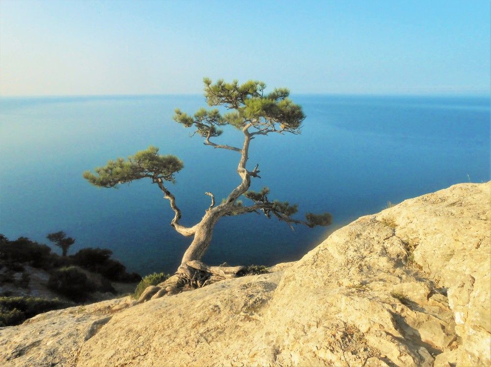 Одинокое дерево, пик Космос