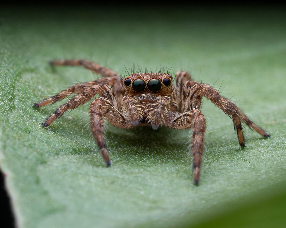 Photograph by Manu S