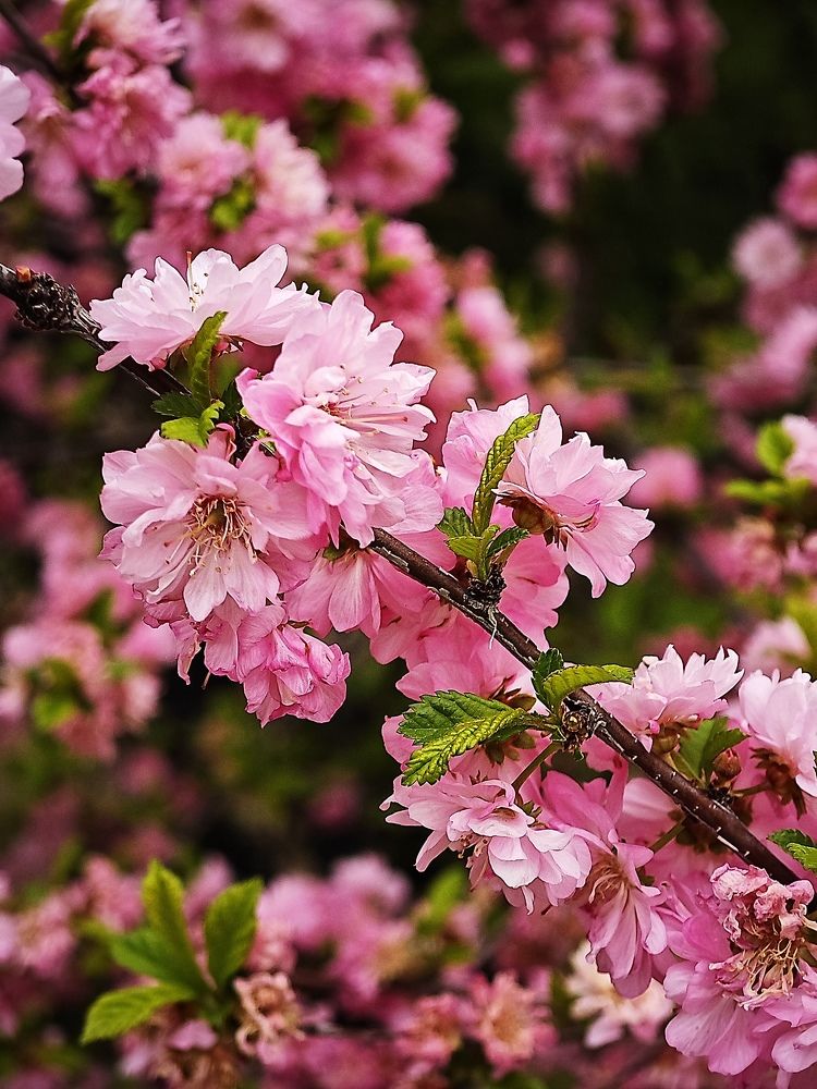 Фотография автора Вера Красюкова