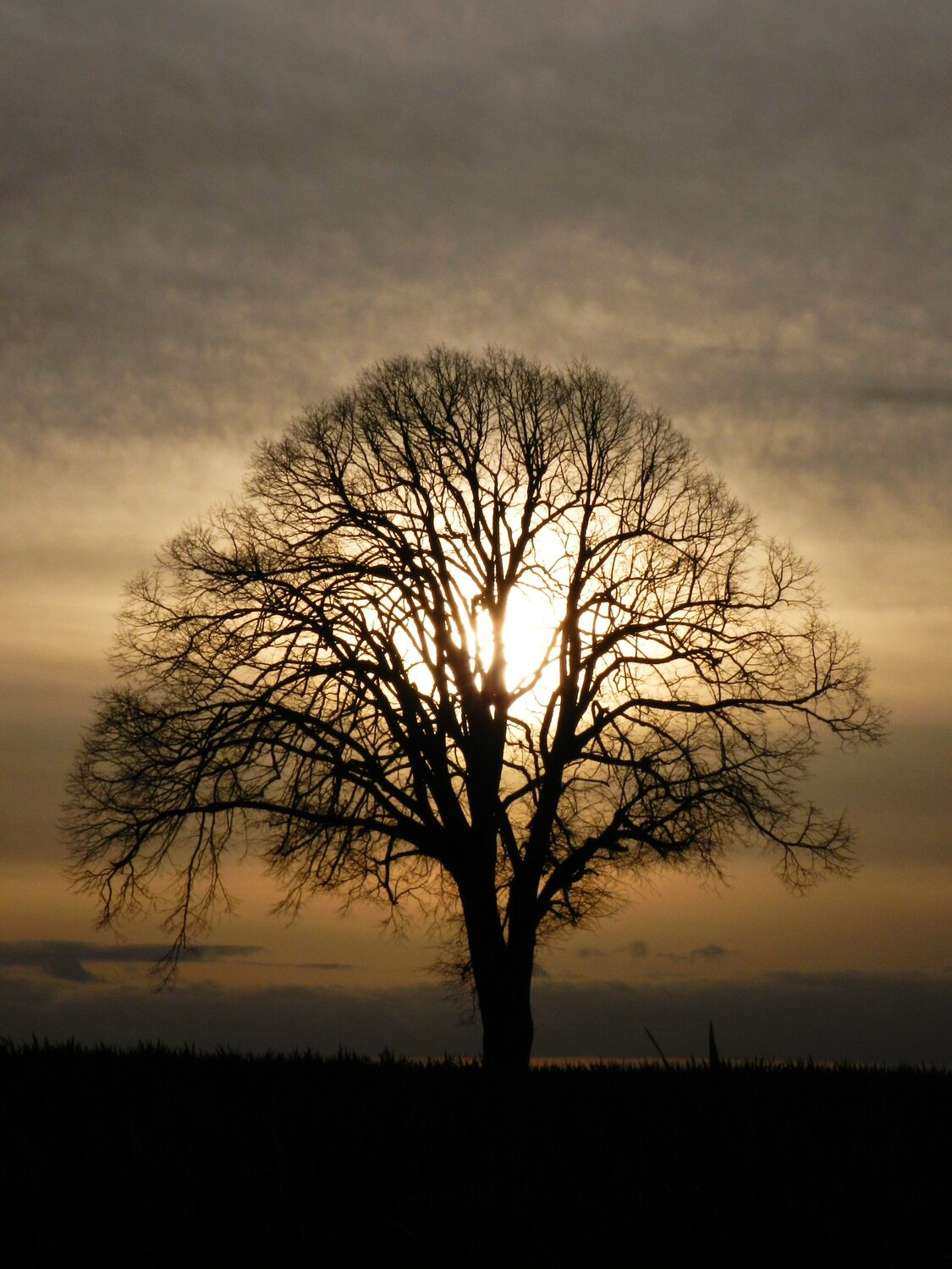 Photo #10619466