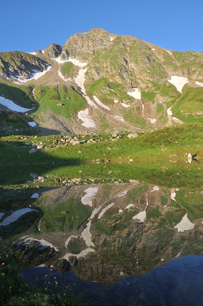 Зеркальный Алоус