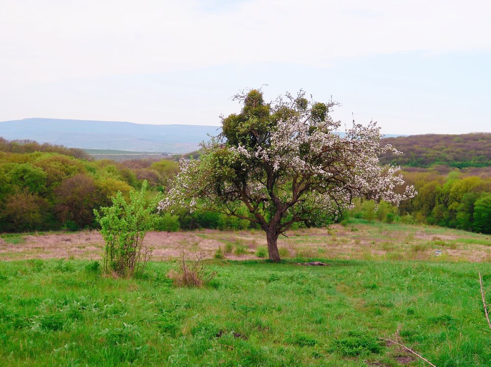 Photograph by Александра