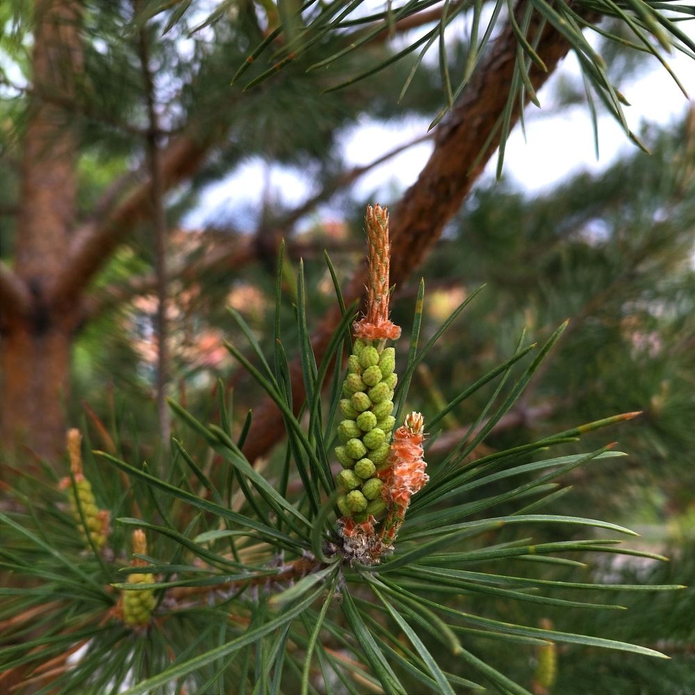 Новорожденная шишка